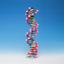 ΜΟΝΤΕΛΟ DNA 22-Layer (00206022)